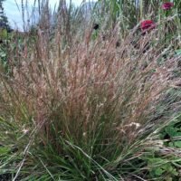 Schizachyrium scoparium