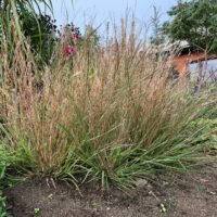 Schizachyrium scoparium