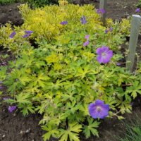 Geranium ‘Blue Sunrise’