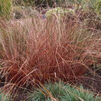 Carex Buchananii