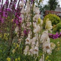 Aconitum x cammarum ‘Pink Sensation’