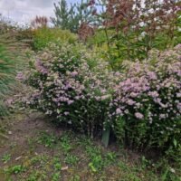 Aster lateriflorus ‘Lovely’