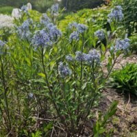 Amsonia tabarnaemontana