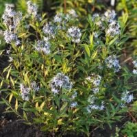 Amsonia tabarnaemontana