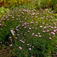 Serratula tinctoria
