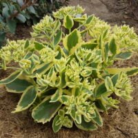 Sedum ‘Frosted Fire’