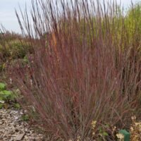 Schizachyrium ‘Blue Heaven’