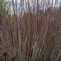 Schizachyrium ‘Blue Heaven’