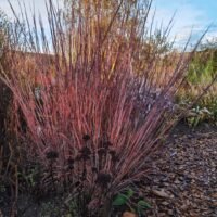 Schizachyrium ‘Blue Heaven’
