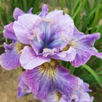 Iris sibirica ‘Careless Sally’