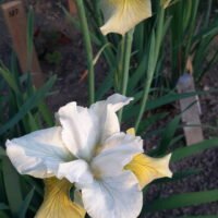 Iris sibirica ‘New Mown Hay’