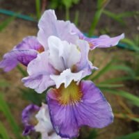 Iris sibirica ‘Cherry Lynn’