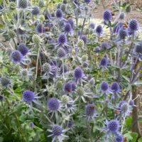 Eryngium ‘Alpinum Superbum’