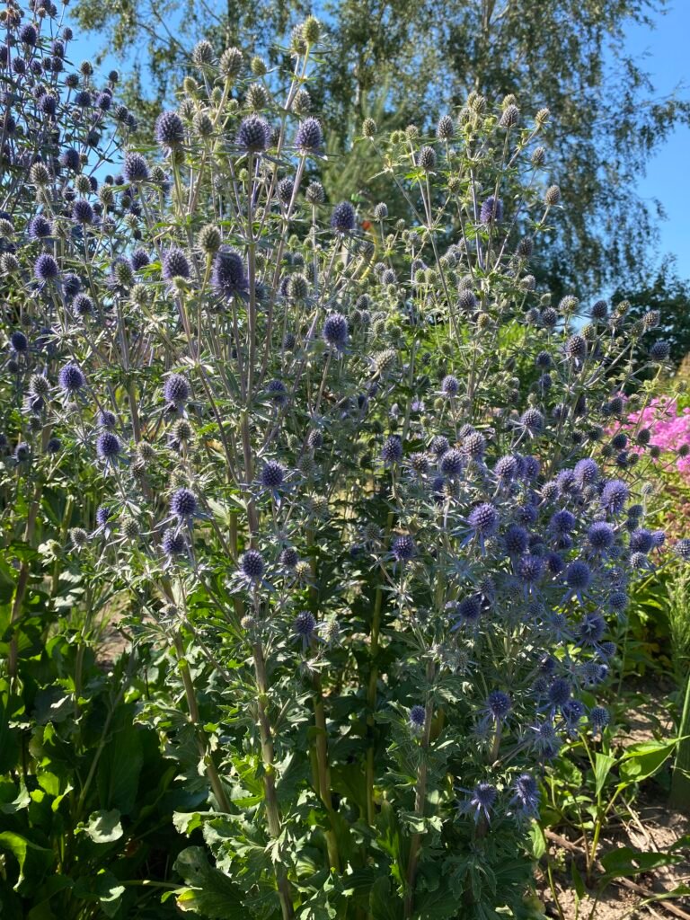 eryngium-alpinum-superbum-g-li-dvarelis