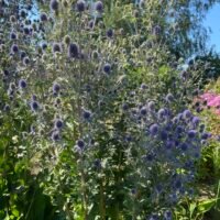 Eryngium ‘Alpinum Superbum’