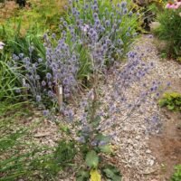 Eryngium ‘Alpinum Superbum’