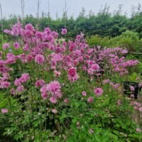 Aquilegia vulgaris