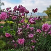 Aquilegia vulgaris