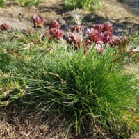 Festuca vivipara ‘Norge’