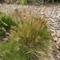 Festuca vivipara ‘Norge’