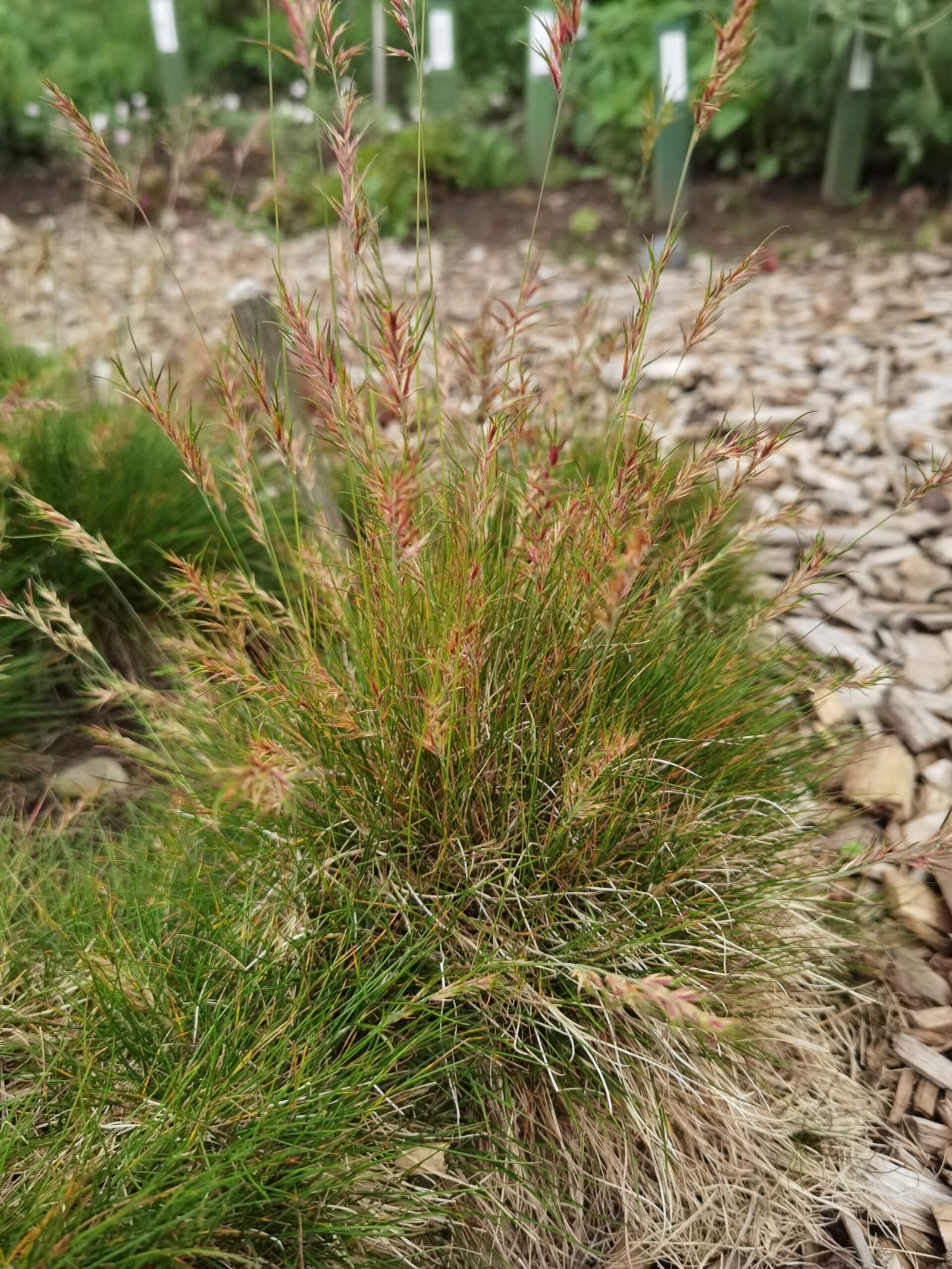 Festuca vivipara ‘Norge’ - Gėlių Dvarelis