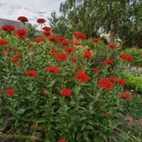 Lychnis chalcedonic