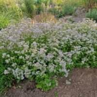 Origanum ‘Tumble Variety’