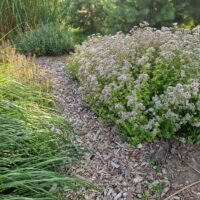 Origanum ‘Tumble Variety’
