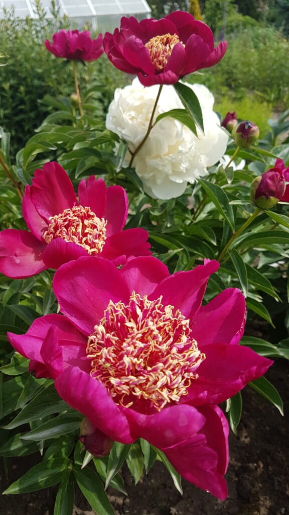 Paeonia Nippon Beauty Gėlių Dvarelis