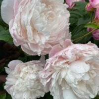 Paeonia ‘Corinne Wersan’