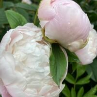 Paeonia ‘Corinne Wersan’