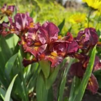 Iris ‘Firestorm’