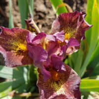 Iris ‘Firestorm’
