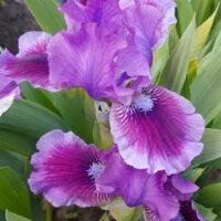 Iris ‘What Again’