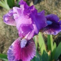 Iris ‘What Again’