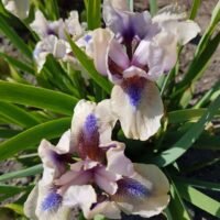 Iris ‘Go’