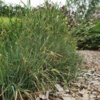 Carex panicea ‘Pamira’