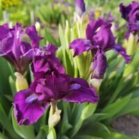 Iris ‘High Wire’