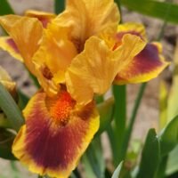 Iris ‘Icon’