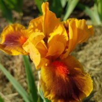 Iris ‘Icon’