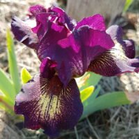 Iris ‘Gimmick’