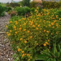 Ranunculus acris ‘Multiplex’