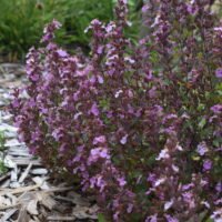 Teucrium x lucidrys