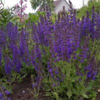 Salvia ‘Marcus’