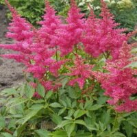 Astilbe ‘Drum and Bass’
