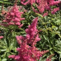 Astilbe ‘Drum and Bass’