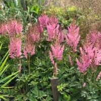 Astilbe ‘Vision in Pink’