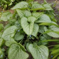 Brunnera macrophylla ‘Jack Frost’