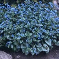 Brunnera macrophylla ‘Jack Frost’