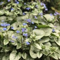 Brunnera macrophylla ‘Jack Frost’